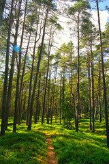 Obraz premium Serene Forest Path with Tall Pine Trees