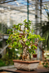 Jade Plant Bonsai in Decorative Pot © Valeri