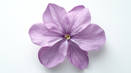 Obraz premium Lilac bloom isolated