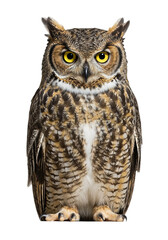 Naklejka premium owl close up. isolated on a transparent background. PNG Images. generative AI. 