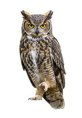 Obraz premium owl close up. isolated on a transparent background. PNG Images. generative AI. 