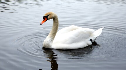 Obraz premium A swan gracefully floating on a calm lake