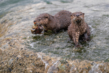 North American River Otter (Lontra canadensis) Family at the Pacific Coast, WA
