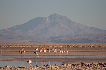 Flamingos at Laguna Chaxa with Llullaillaco Volcano – Atacama Desert, Chile