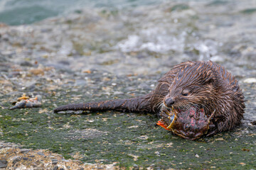 North American River Otter (Lontra canadensis) at the Pacific Coast, WA