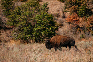 American Bison Buffalo grazing in nature