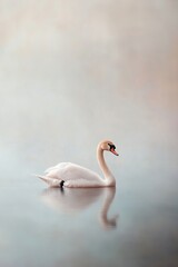 Obraz premium A graceful swan glides across a still, misty lake. Soft brushstrokes and muted colors create a dreamlike, Renaissance-style effect, showcasing its pure white feathers
