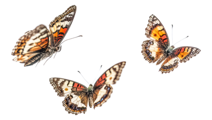 set of butterflies isolated on white or transparent