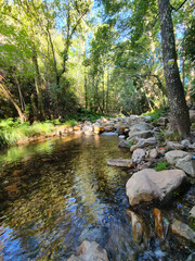 Obraz premium spring forest nature landscape, beautiful spring stream, river rocks in mountain forest.