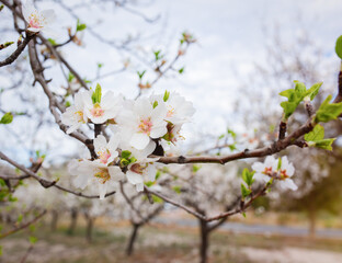 Almond blossoms on a sunny day
