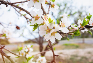 On a sunny day, almond blossoms