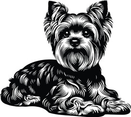Yorkshire Terrier Dog - Yorkshire Terrier puppy silhouette, design, art, logo, tatto