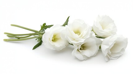 Fototapeta premium White eustoma floral corner