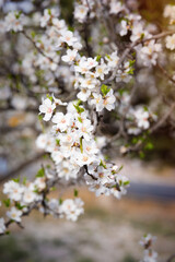 Pink almond tree flowers on almond tree branches against blue sky on a warm, sunny spring day