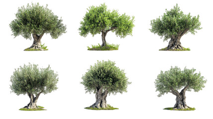 Fototapeta premium Olive Tree Variety Showcase with Detailed Leaf and Bark Features