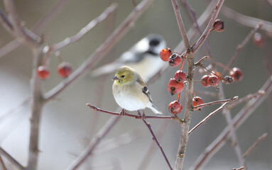 small bird in nature during winter