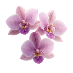 Fototapeta premium Elegant Pink Phalaenopsis Orchids, Exquisite Floral Beauty, CloseUp