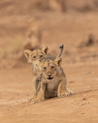 Lion Cubs In Playful mood