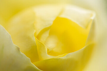 Extreme closeup of soft focus yellow rose in summer