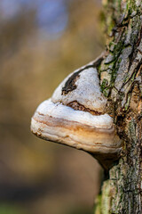 A detailed close-up of a bracket fungus growing on a tree trunk, showing its textured surface and natural patterns in a forest setting.  