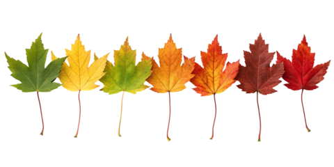 colorful autumn leaves