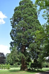 Séquoia géant, Sequoiadendron giganteum, se dressant dans un parc ensoleillé.