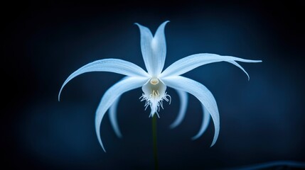 Exquisite White Orchid in Dark Setting