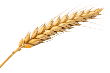 wheat ears isolated on white background