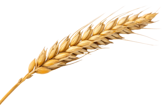 wheat ears isolated on white background