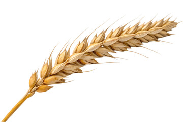 ears of wheat