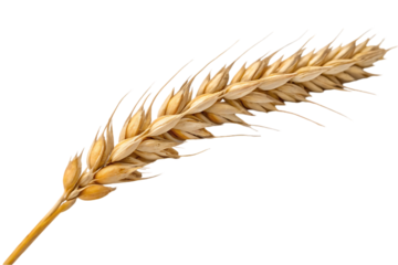ears of wheat
