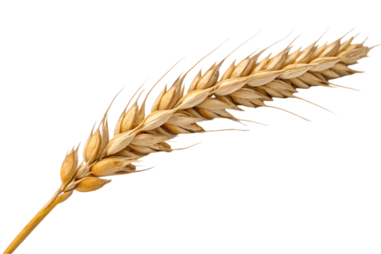 ears of wheat