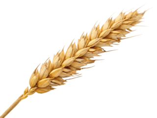 ear of wheat