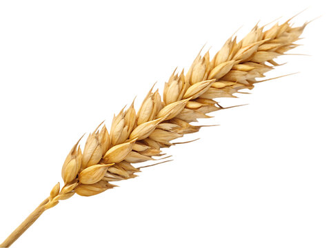 ear of wheat