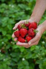 Strawberry fruit in the garden, harvest time - picking strawberries, beautiful, deep red big berries on the young female hands.