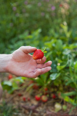 Picking strawberries in the organic fruit farm.