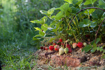 Strawberry fruit in the garden, harvest time - fruit ready for picking activity. © JoannaTkaczuk