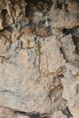 The animal is a reptile lizard sitting on a rock
