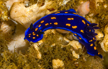 Blue nudibranch underwater. Underwater macro photo with blue nudibranch