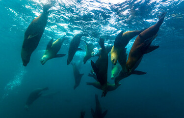 Obraz premium Sea lions in underwater world. Underwater seals. Scuba diving with sea lions underwater