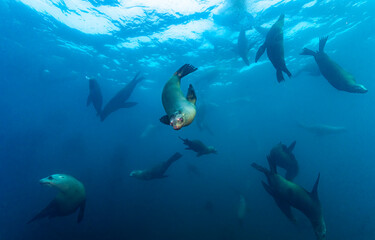 Fototapeta premium Underwater view of sea lions group. Seals in underwater world. Underwater sea lions