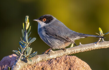 Sardinian warbler. Sylvia melanocephala. Curruca melanocephala