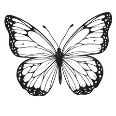 butterfly vector illustration. coloring page