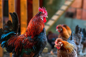 Beautiful red rooster with colorful plumage in chicken coop with hens against a blurred background...