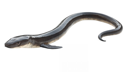Fototapeta premium Sleek eel with a long slender body and smooth dark skin isolated on a transparent background 
