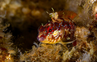 Coral fish underwater. Underwater fish close up. Fish eye in macro view underwater