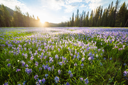 Alpine Environment For Camas Flowers