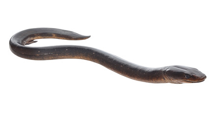 Obraz premium Sleek eel with a long slender body and smooth dark skin isolated on a transparent background 
