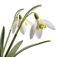 Fototapeta premium Snowdrop, isolated on a transparent background