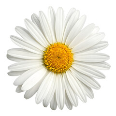 Top view of a Daisy Isolated on a transparent background